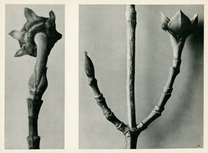 Unbetitelte Studie, 1929 von Karl Blossfeldt